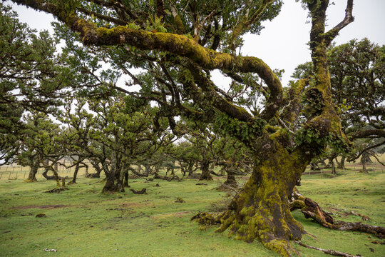 Madeira, Lorbeerwald, Stinklorbeerbaum, Fanal