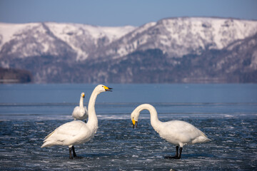 Obraz premium A natural landscape depiction of a whooper swan living around Lake Kussharo, Hokkaido, in winter, covered in snow.