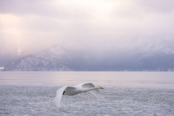 Fototapeta premium A natural landscape depiction of a whooper swan living around Lake Kussharo, Hokkaido, in winter, covered in snow.
