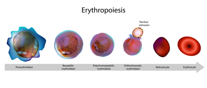 Erythropoiesis Stages Diagram Showing Red Blood Cell Development from Proerythroblast to Mature Erythrocyte in Bone Marrow. Red Blood Cell Formation Process Erythropoiesis
