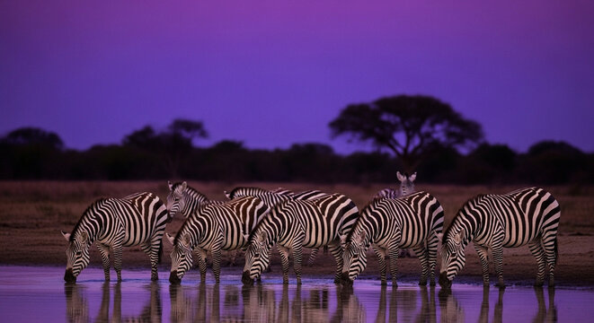 Group of zebras drinking at a savanna waterhole under a deep purple night sky