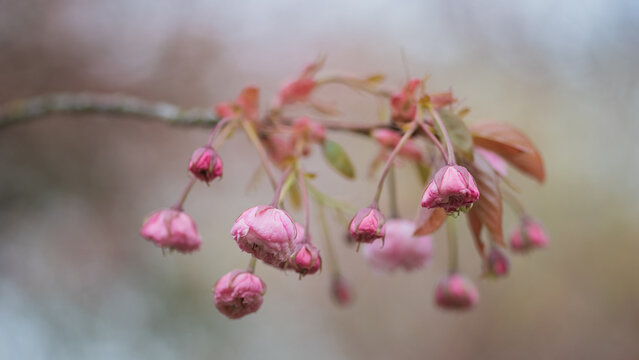 background of branch of pink sakura blossom buds in spring