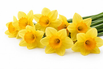 Obraz premium Yellow daffodils close-up on a white background, empty space for text, template, photo background, layout, banner