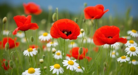 Naklejka premium Vibrant red poppies and white daisies in a lush green field