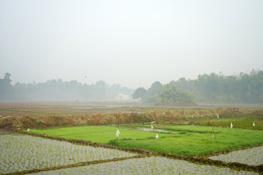 Lush Green Rice Seedlings in Flooded Paddy Fields Under a Misty Morning Sky