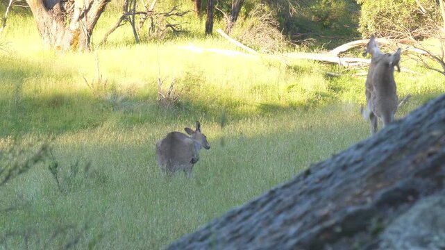 Two male Eastern Grey Kangaroos (macropus giganteus) fighting kickboxing in australian field wide shot 4k