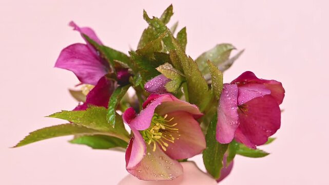 Video of hellebore flowers