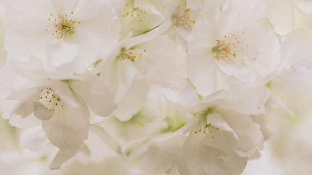 poetic white sakura prunus blossoms background
