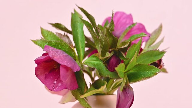 Video of hellebore flowers