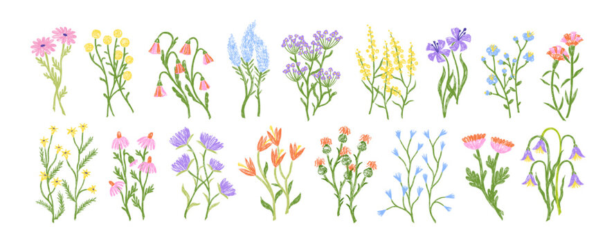 Field flowers set. Hand-drawn wildflowers, blooms and leaves. Spring wild herbs, meadow floral plants, summer herbal blossoms drawings. Handdrawn vector illustrations isolated on white background
