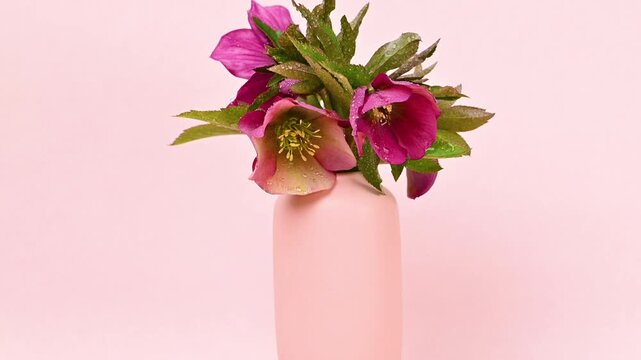 Video of hellebore flowers