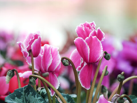 Spring blossom of fresh cyclamen flowers