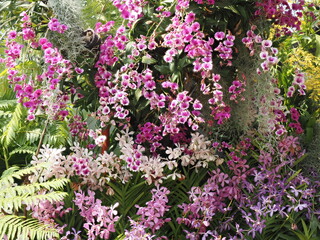 Fototapeta premium Group Pink phalaenopsis orchid flowers in the garden