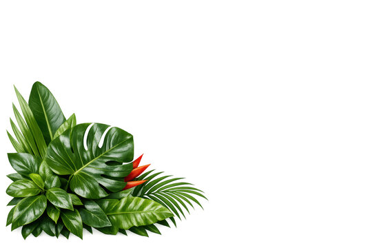 Tropical green foliage corner border with red flowers