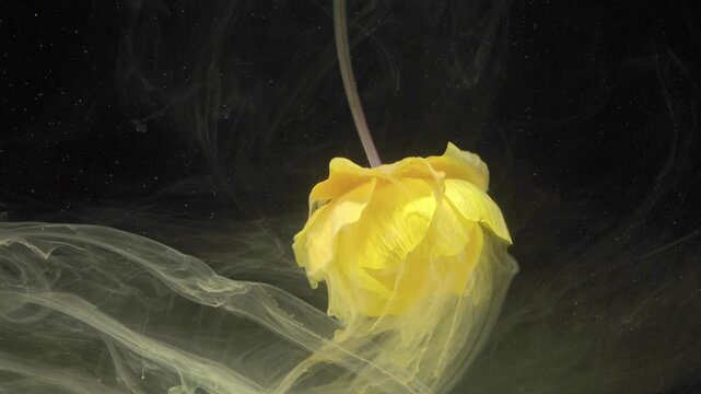 Yellow tulip swaying with ribbons, long translucent trails form ribbon shapes in pastel tones, slow motion aesthetic and calming vibe
