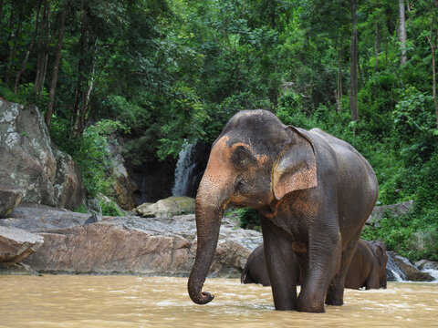 elephants, wild herd taking a bath at a lake