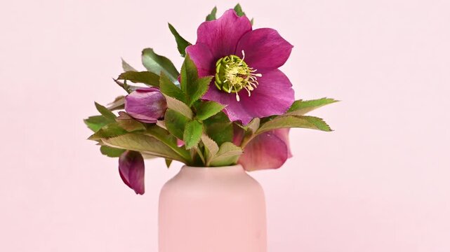 Video of hellebore flowers