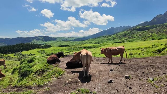 阿蘇のあか牛と根子岳