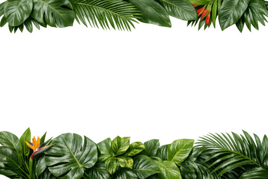 Tropical green foliage border with transparent background