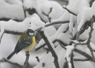 Blue Tit in the snow on a tree brunch © Laurentiu Iordache