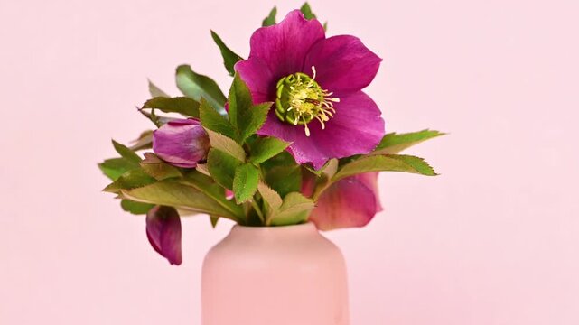 Video of hellebore flowers