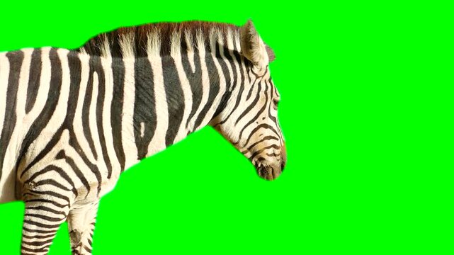Zebra isolated on green background screen