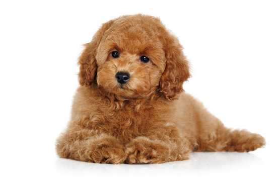 miniature poodle puppy lying on white background
