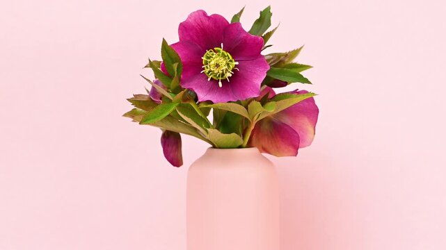Video of hellebore flowers