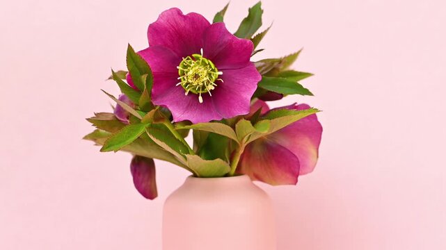 Video of hellebore flowers