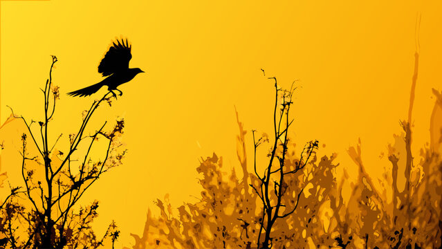 silhouette of a bird in the sunset