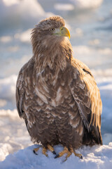 Fototapeta premium A natural scene of sea eagles foraging on ice floating in Rausu Hokkaido during winter.