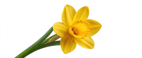 Obraz premium Bright yellow daffodil against a white background ideal for birthday cards and joyful seasonal designs.