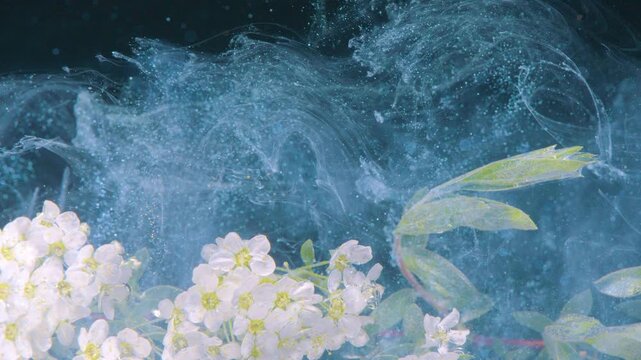 White cluster and green leaves drifting underwater with blue mist currents, garden branch composition conveying natural calm and painterly motion