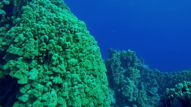 Close-up of hard corals Porites colony on coral garden in turquoise water background, Slow motion, Marine life at tropical underwater world, Reef corals scene