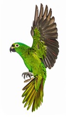 Obraz premium A stunning green parrot captured in mid-flight, showcasing its vibrant feathers and dynamic movement against a clean white backdrop.