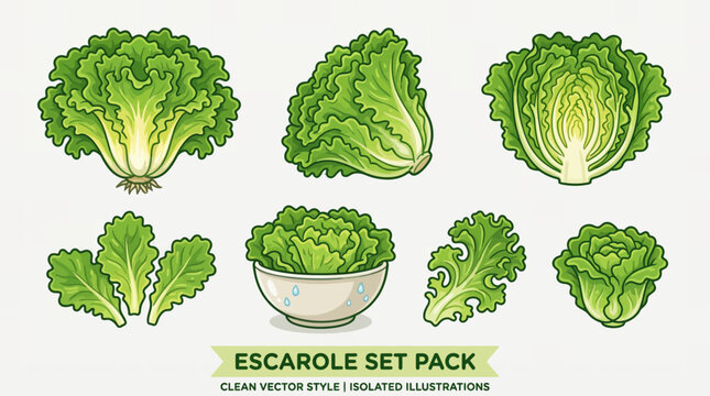 Escarole endive vegetable set with fresh heads leaves and salad bowl illustrations