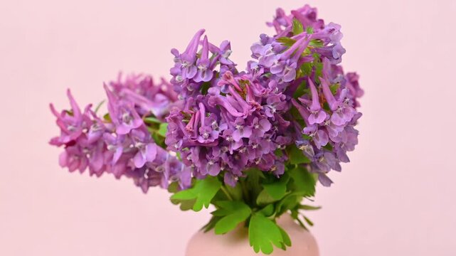 spring flowers, Corydalis