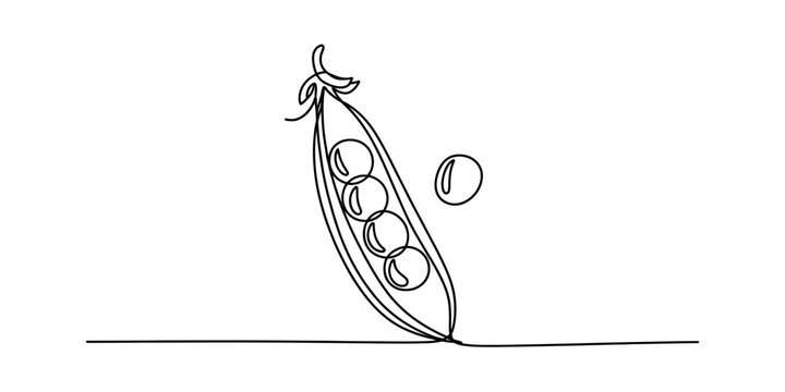 A minimalist single line drawing of an open pea pod with four round peas inside on white background Vector, illustration