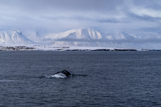 Buckelwal Island