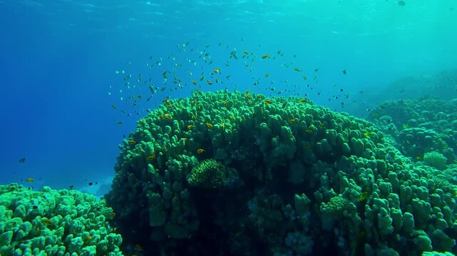 Many bright orange Lyretail Anthias swim over tropical corals in backlight, Slow motion of shoal of Sea Goldie or Orange Basslet, Pseudanthias squamipinnis in coral garden