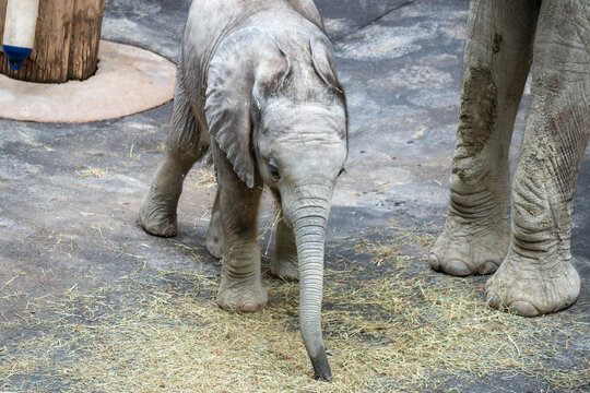 baby elephant in the zoo