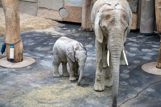 elephant and its baby in the zoo
