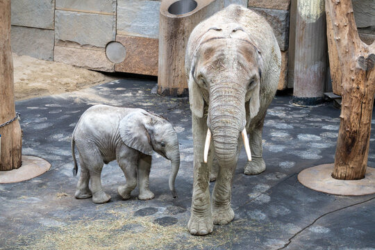 elephant and a baby in the zoo