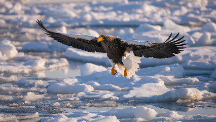 A natural scene of sea eagles foraging on ice floating in Rausu Hokkaido during winter. © shirophoto