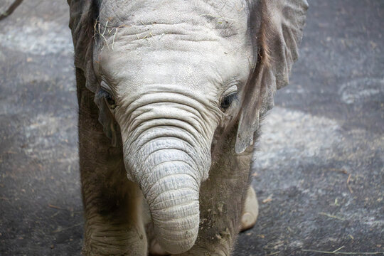 close up of a baby elephant
