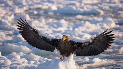 A natural scene of sea eagles foraging on ice floating in Rausu Hokkaido during winter. © shirophoto