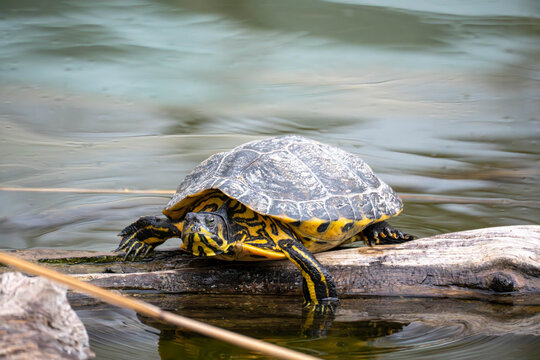 Freshwater turtle resting on a log in calm water, captured in natural light with detailed shell patterns and gentle reflections in a serene wildlife scene.