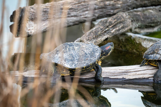 turtle in the water