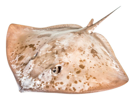 A pale stingray on black background marine life underwater photography
