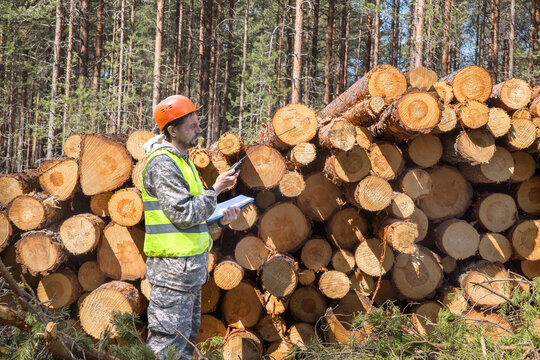 A European man, a forest engineer, works in a forest, in a felled logging area.